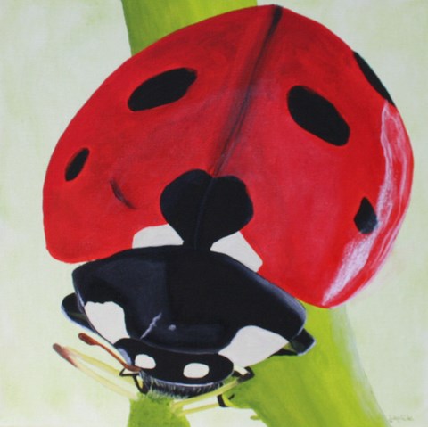 Coccinelle